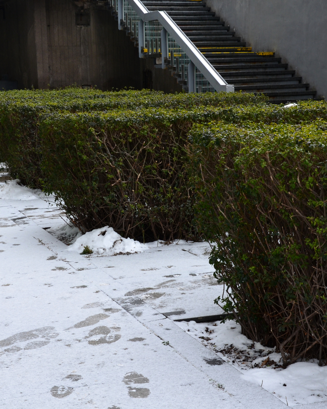 Ligustro 'Rimini' denso e modellabile – ideale come schermo per la privacy.