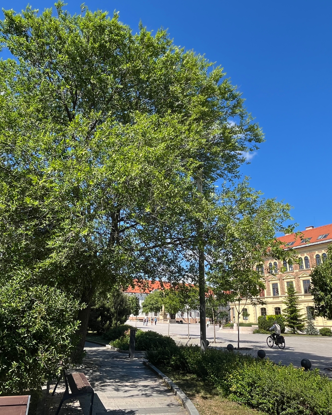 Giovani alberi di Khojasalm lungo una strada – a crescita rapida e resistenti.