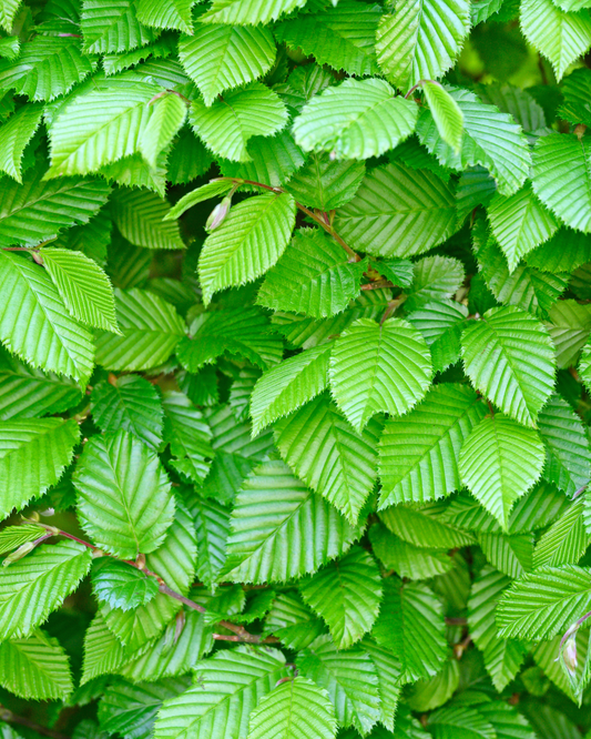 Carpinus betulus – colori autunnali su siepe di carpino lombardo densa