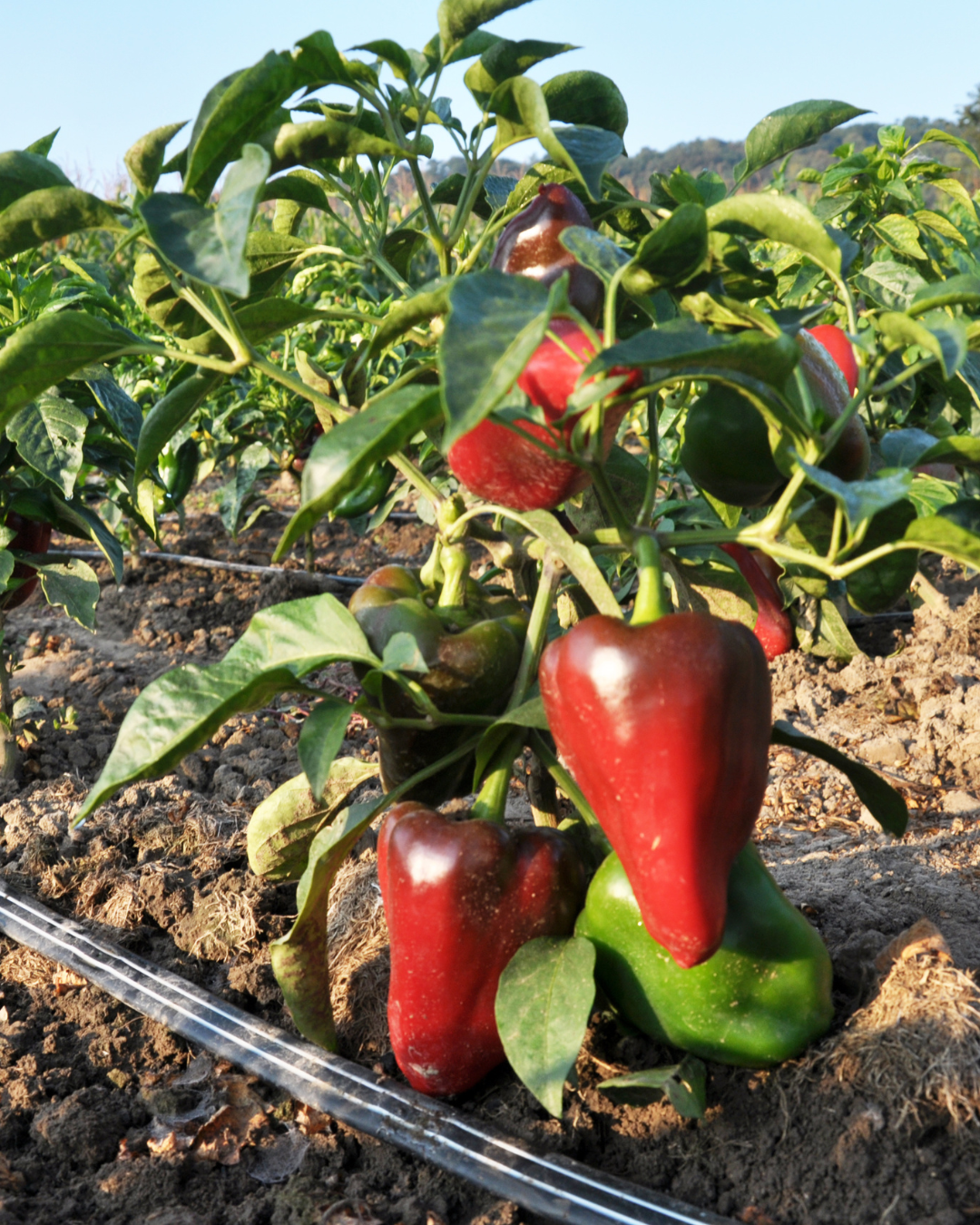SöviAqua fornisce un apporto di umidità uniforme anche durante le secche giornate estive.