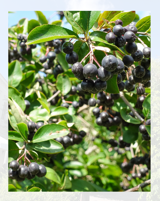 Primo piano di bacche nere su un cespuglio verde con uno sfondo sfocato.