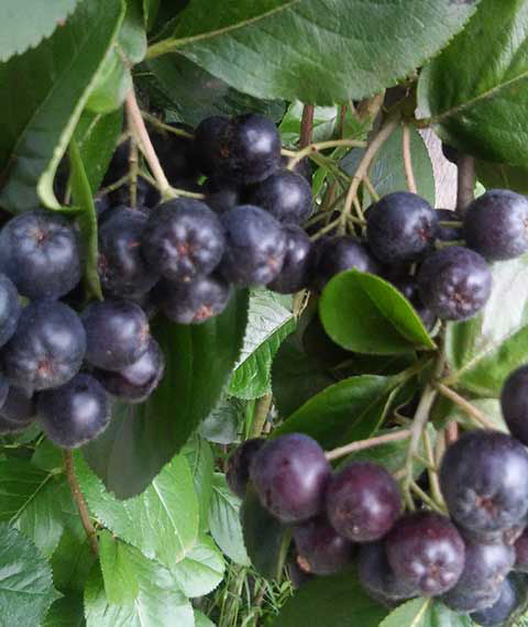 Bacche di Aronia Nero commestibili – perfette per succhi e marmellate.