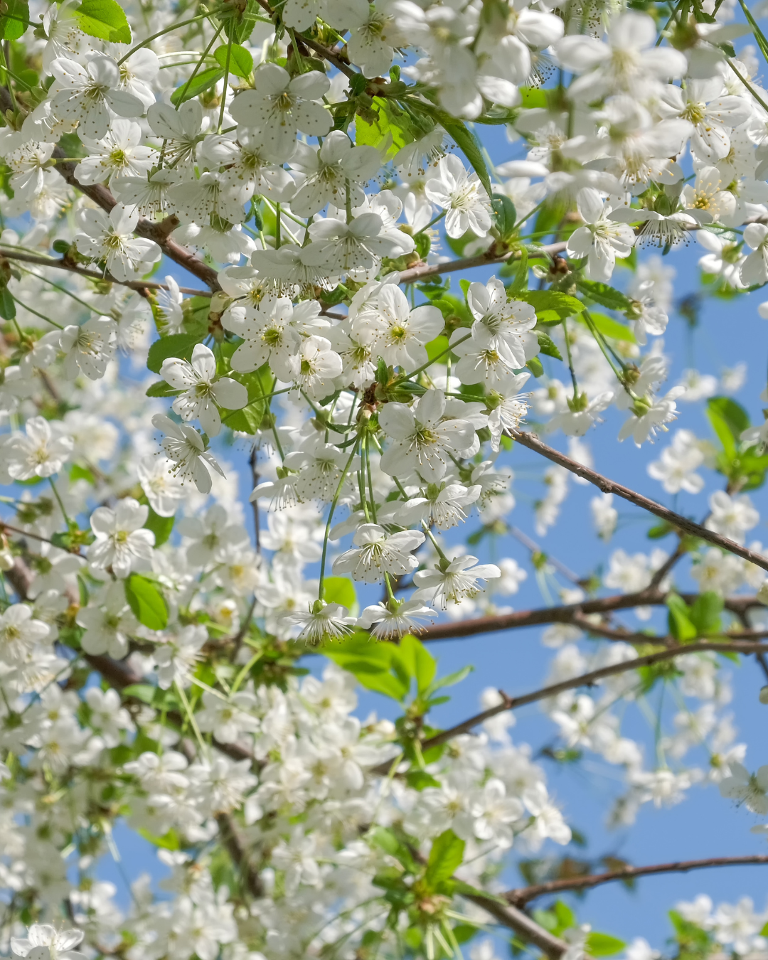 Fiori bianchi su Aronia Nero – attirano insetti impollinatori.