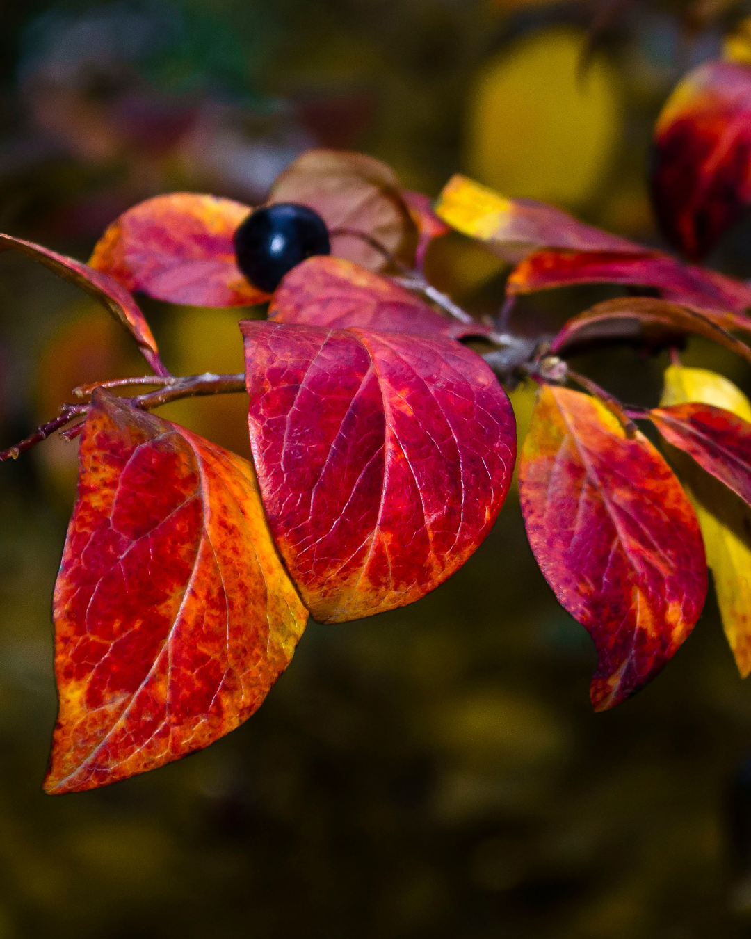 Cespuglio di Aronia decorativo con colori autunnali in giardino.