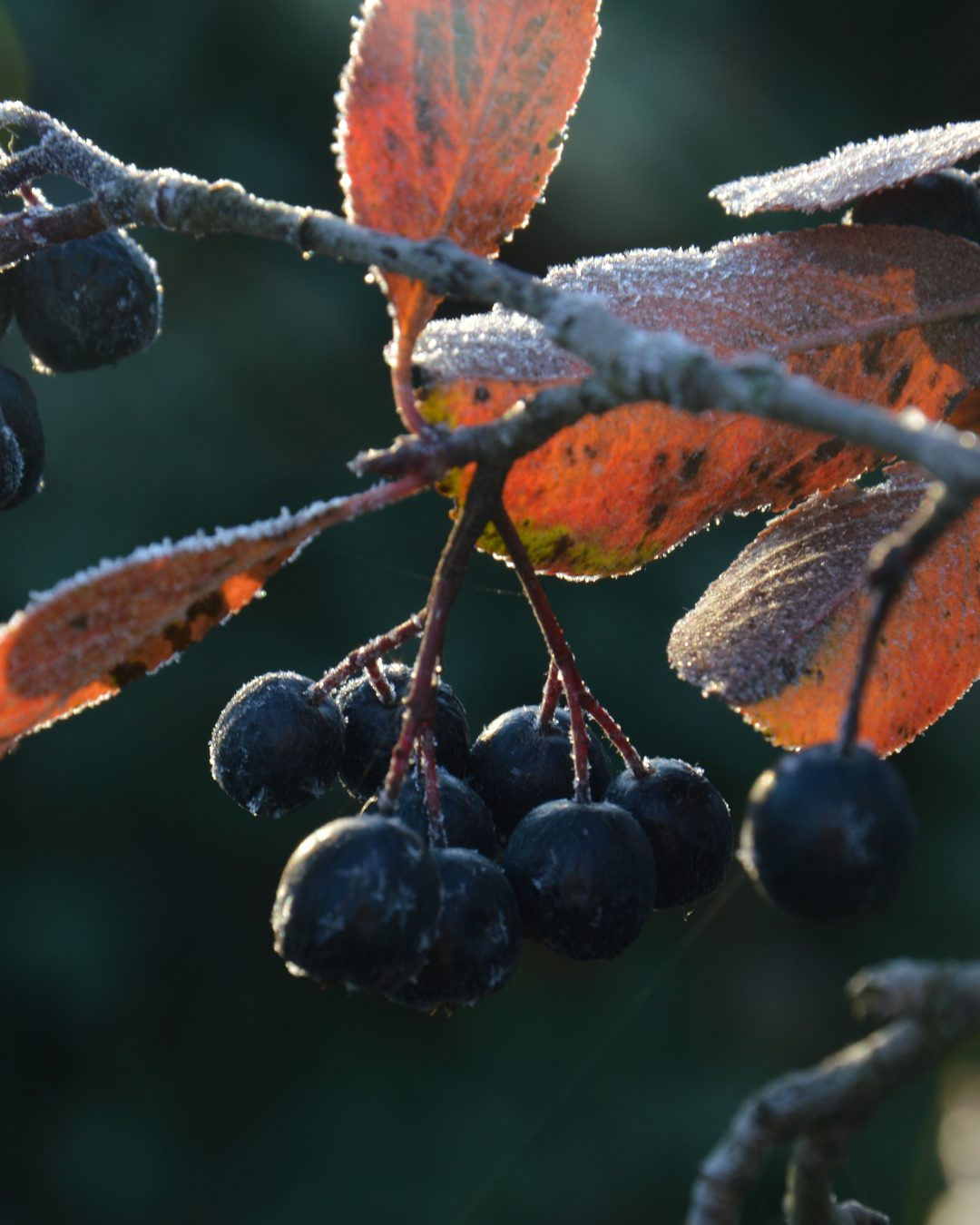 Bacche di Aronia Nero ricche di antiossidanti sul cespuglio.