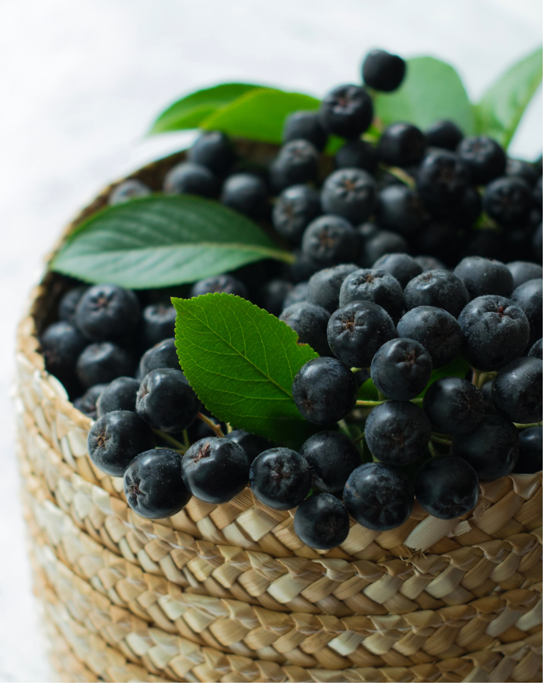 Raccolto abbondante di bacche di Aronia × prunifolia 'Nero' a luglio