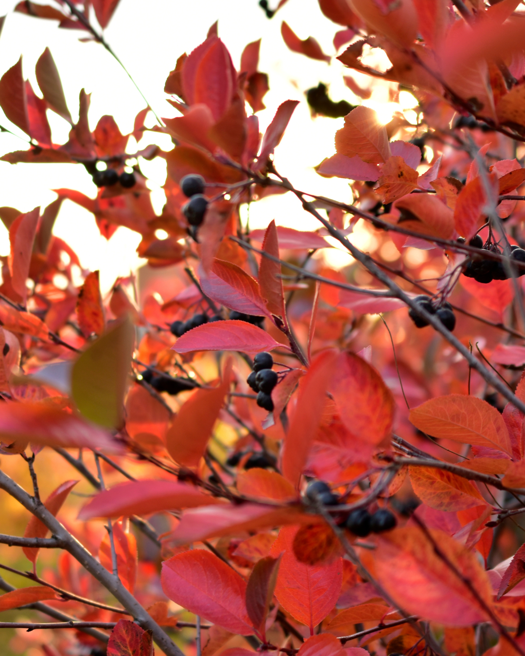 Aronia Nero colorata – perfetta per piantagioni ornamentali o siepi.