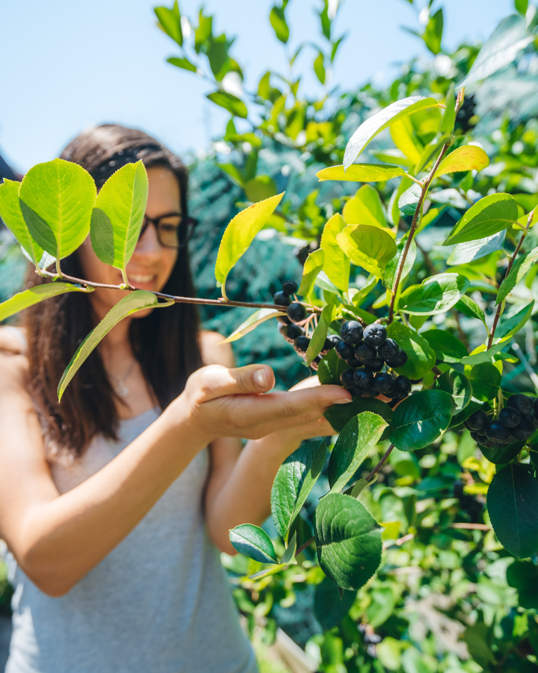 Donna raccoglie bacche nere di Aronia Nero – ricche di antiossidanti.