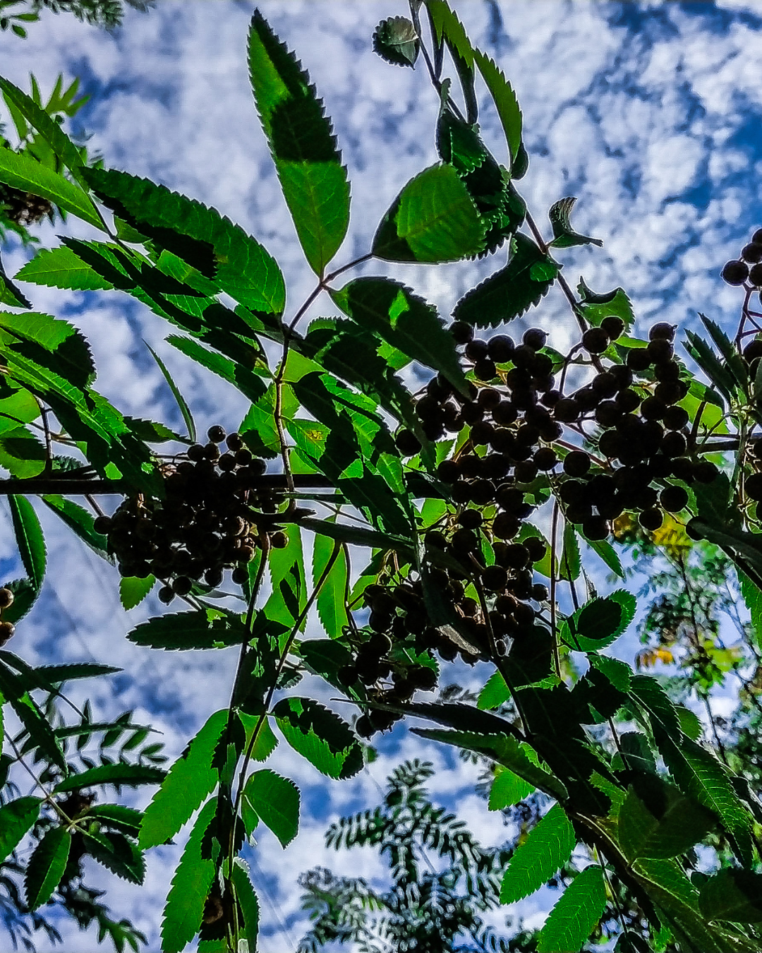 Bacche di Aronia Nero commestibili – perfette per succhi e marmellate.