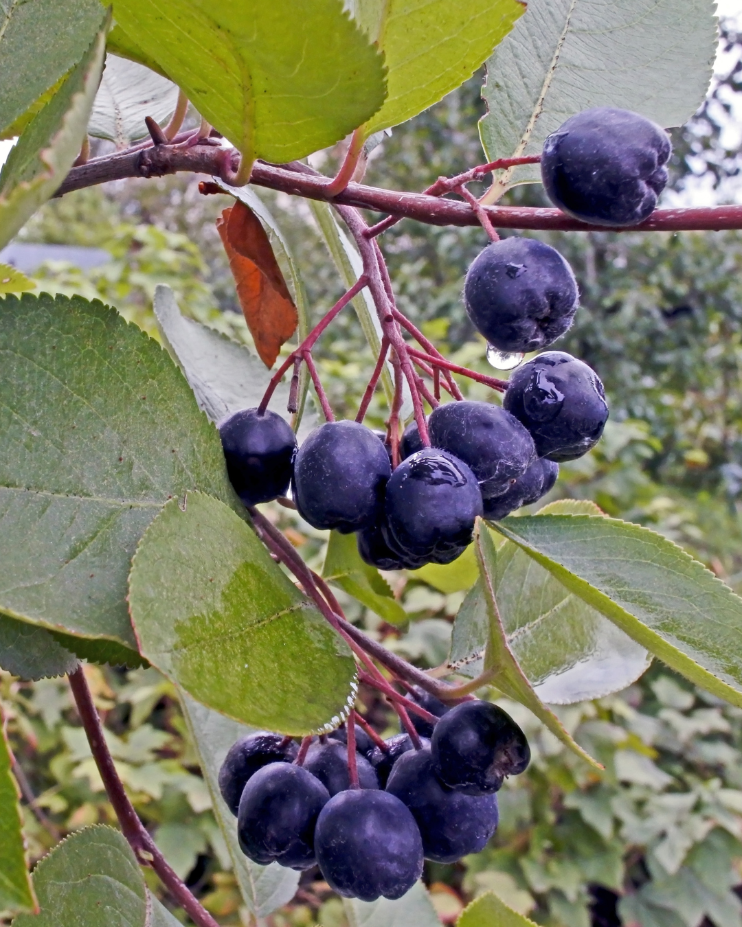 Bacche di Aronia Nero lucide e nere – salutari e buone.