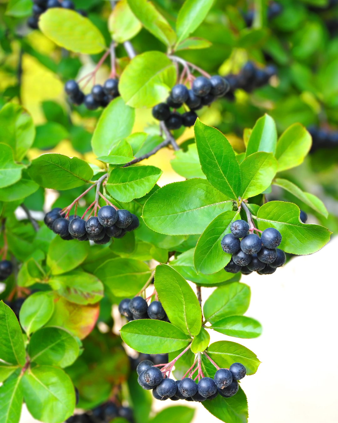 Bacche di Aronia Nero lucide e nere – salutari e buone