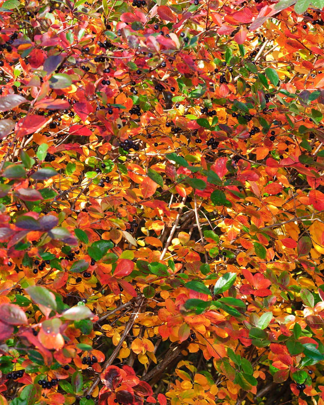 Aronia Nero con belle foglie autunnali rosso-arancio – arbusto da siepe decorativo.