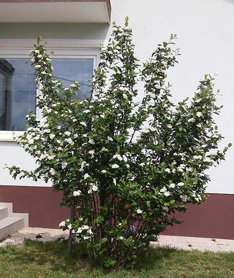 Aronia nera 30