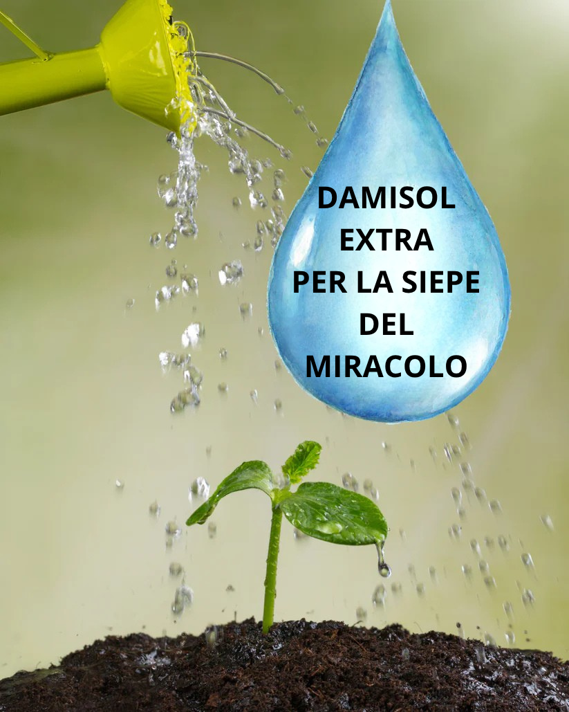 Damisol Extra per la siepe del Miracolo
