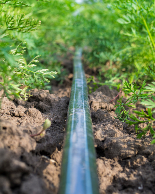 Tubo per irrigazione a goccia SöviAqua installato lungo una siepe di faggio.
