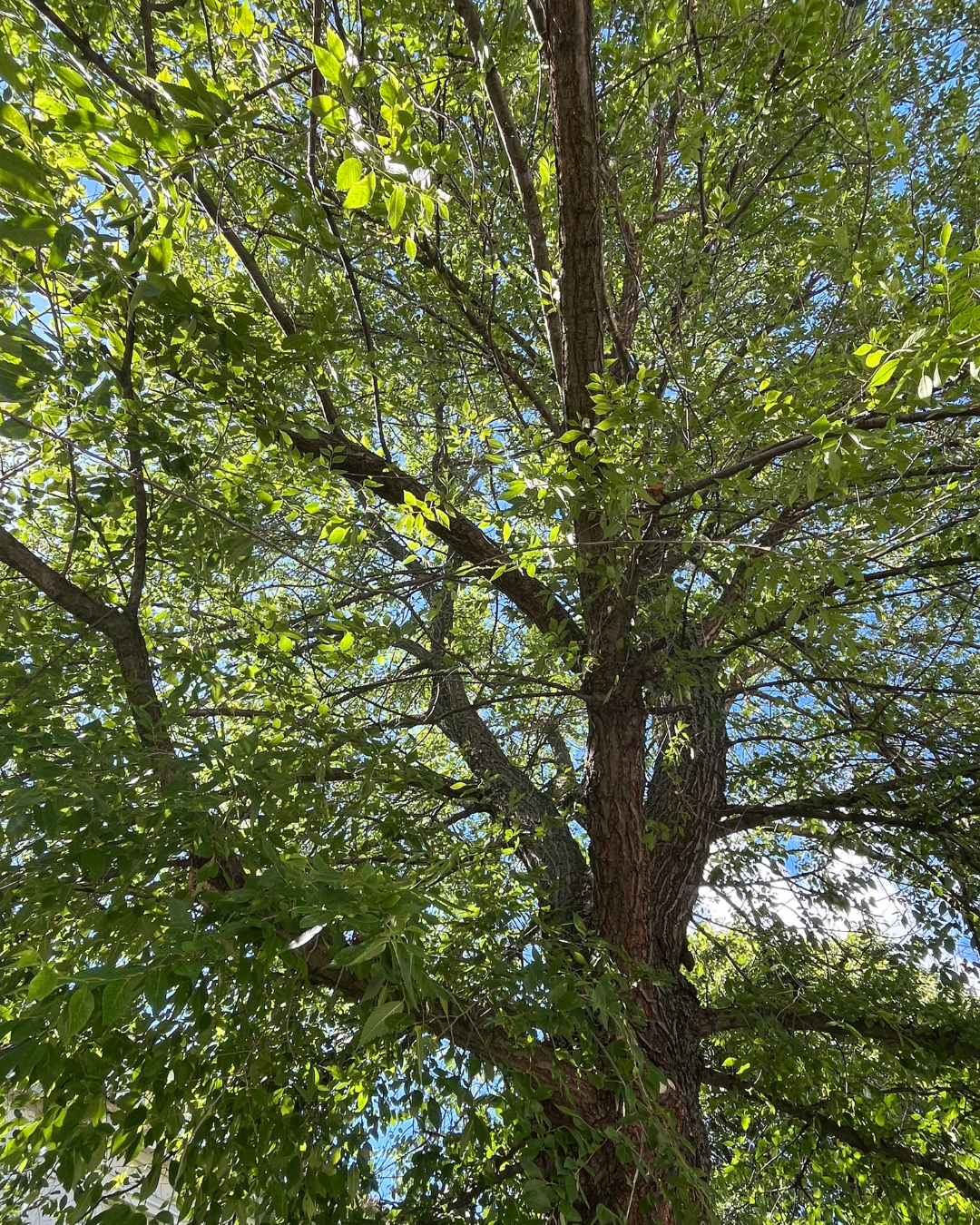 Khojasalm a crescita rapida piantato come viale in ambiente urbano.