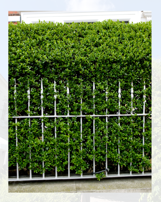 Siepe verde con un traliccio metallico di fronte a un edificio.