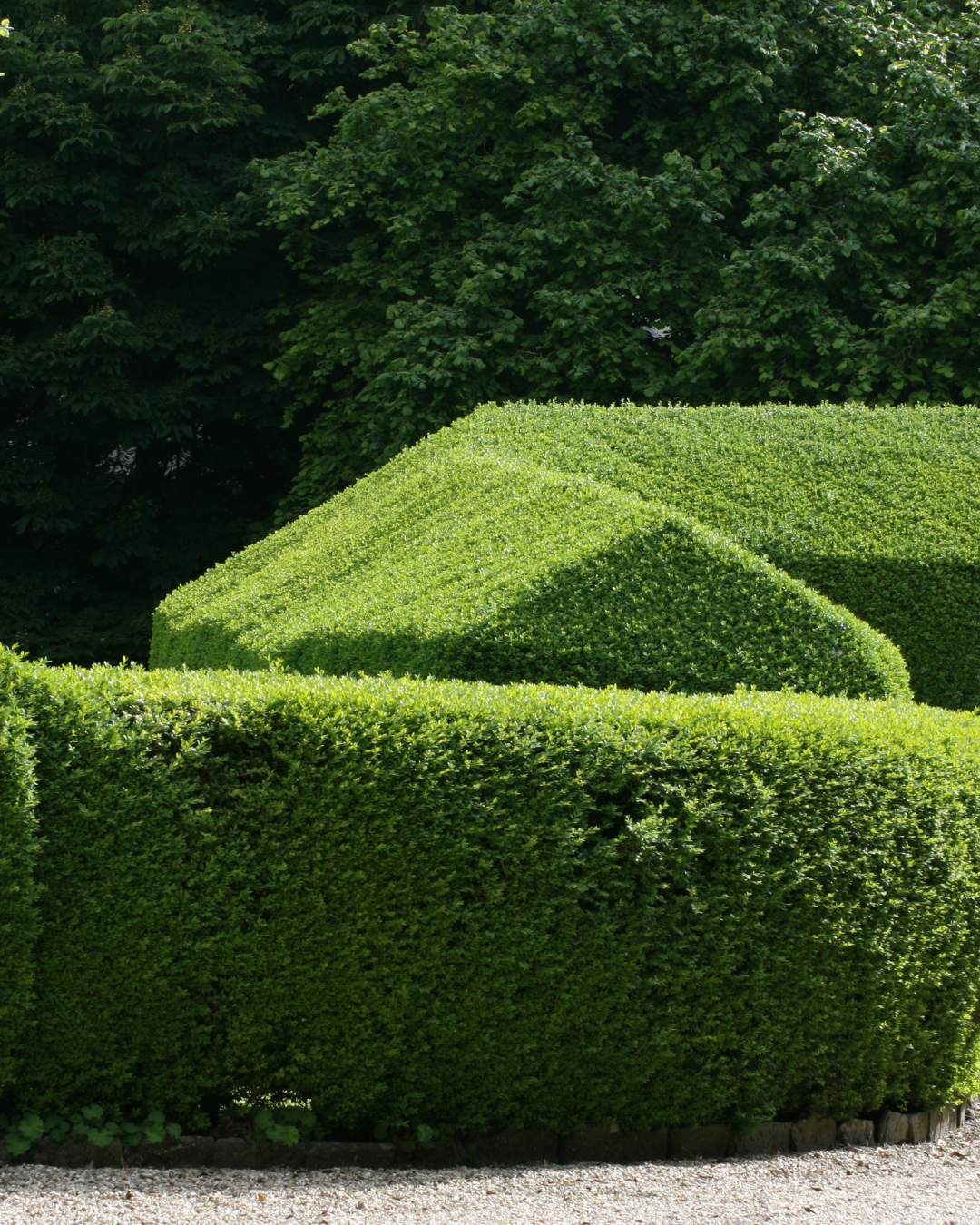 Siepe di ligustro sempreverde sagomata per un design da giardino moderno.