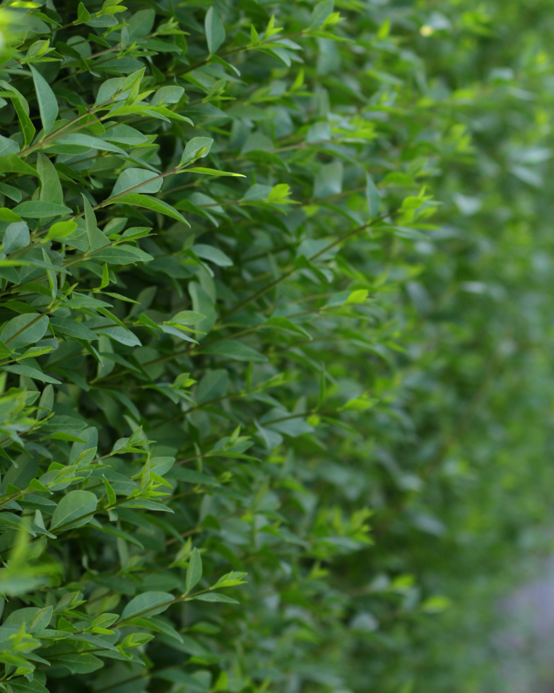 Ligustrum ovalifolium 'Rimini' elegante e compatto come pianta da siepe.