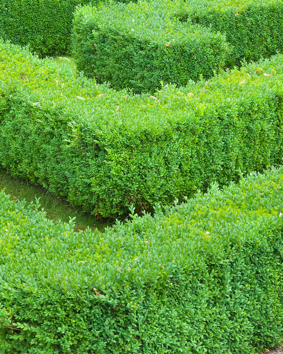 Siepe di ligustro 'Rimini' sagomata – perfetta per giardini di stile.