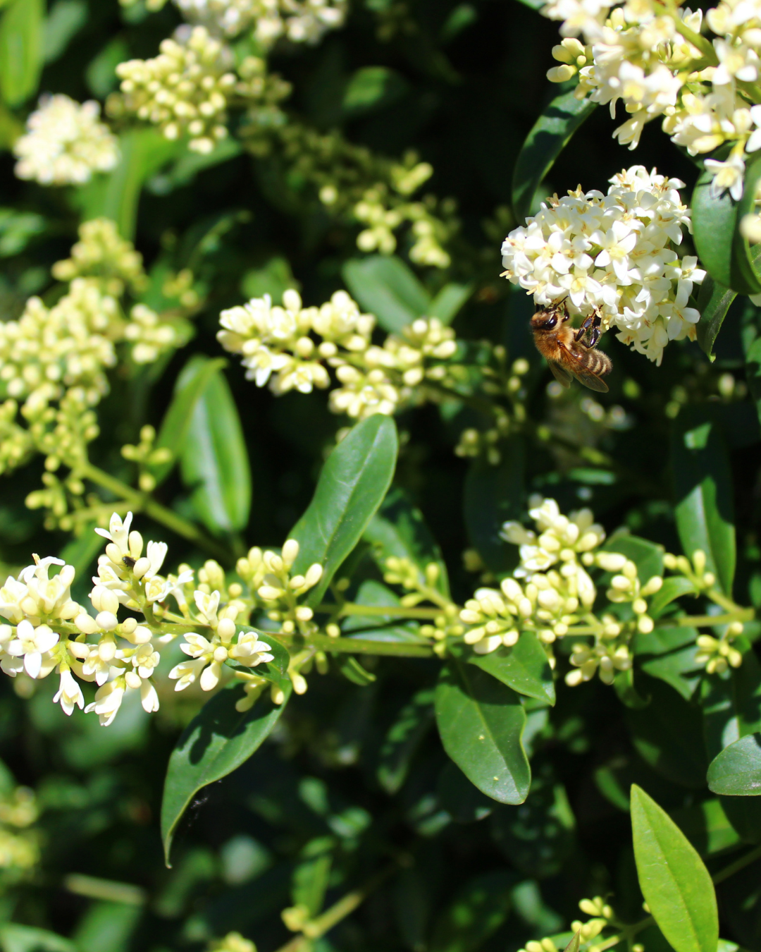 Siepe di ligustro in fiore – fiori bianchi sul ligustro 'Rimini'