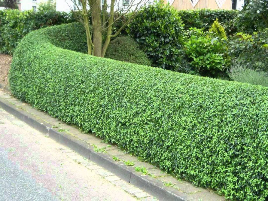 Ligustrum_ovalifolium_Rimini5