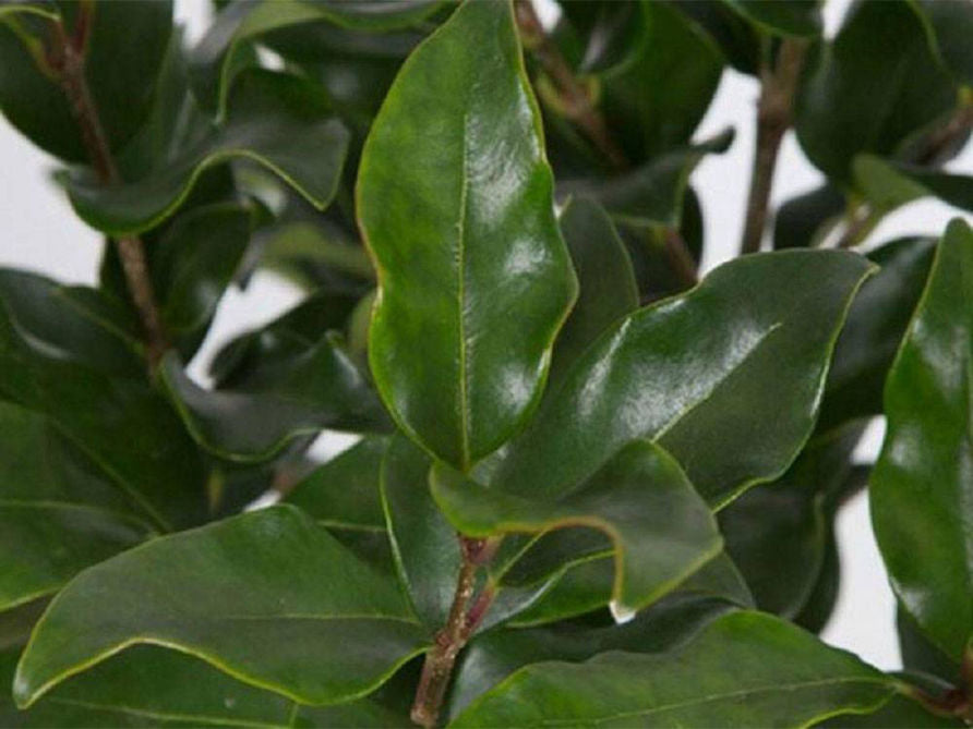 Ligustrum_ovalifolium_Rimini6