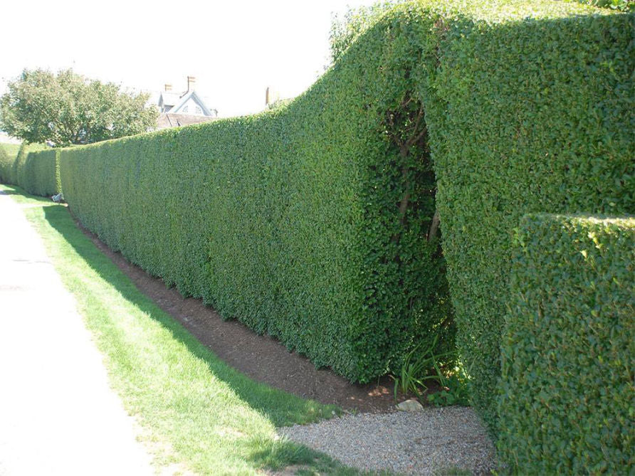 Ligustrum_ovalifolium_Rimini7