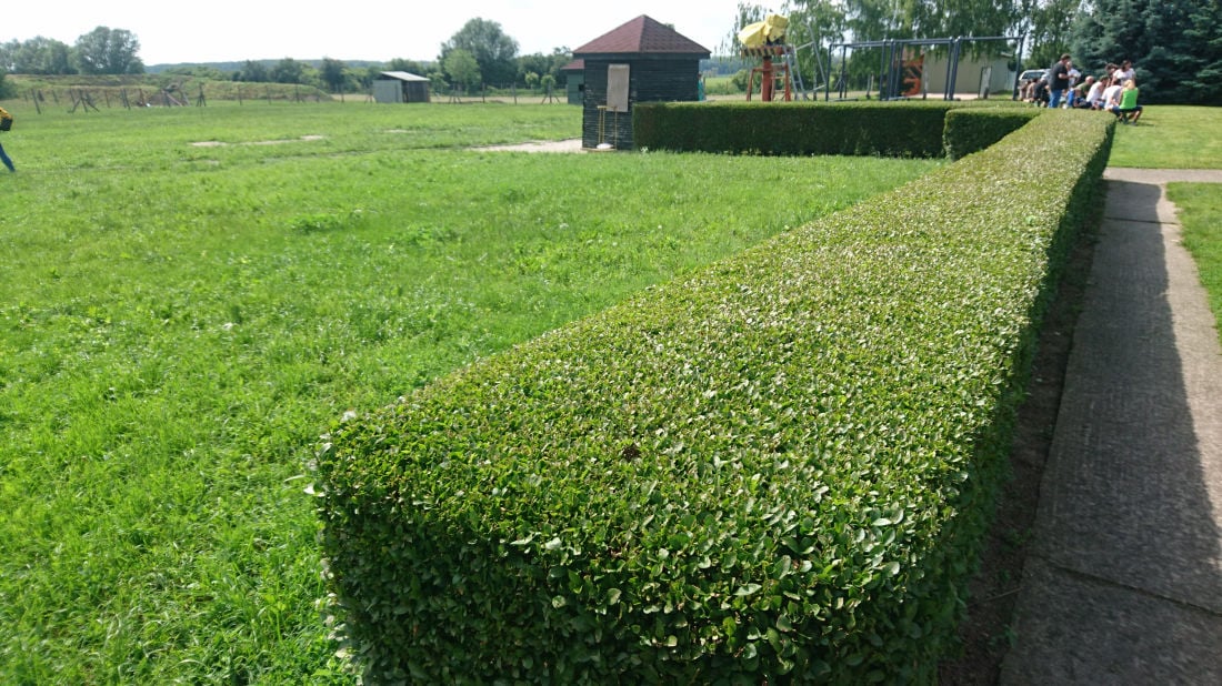 Ligustrum_ovalifolium_Rimini8