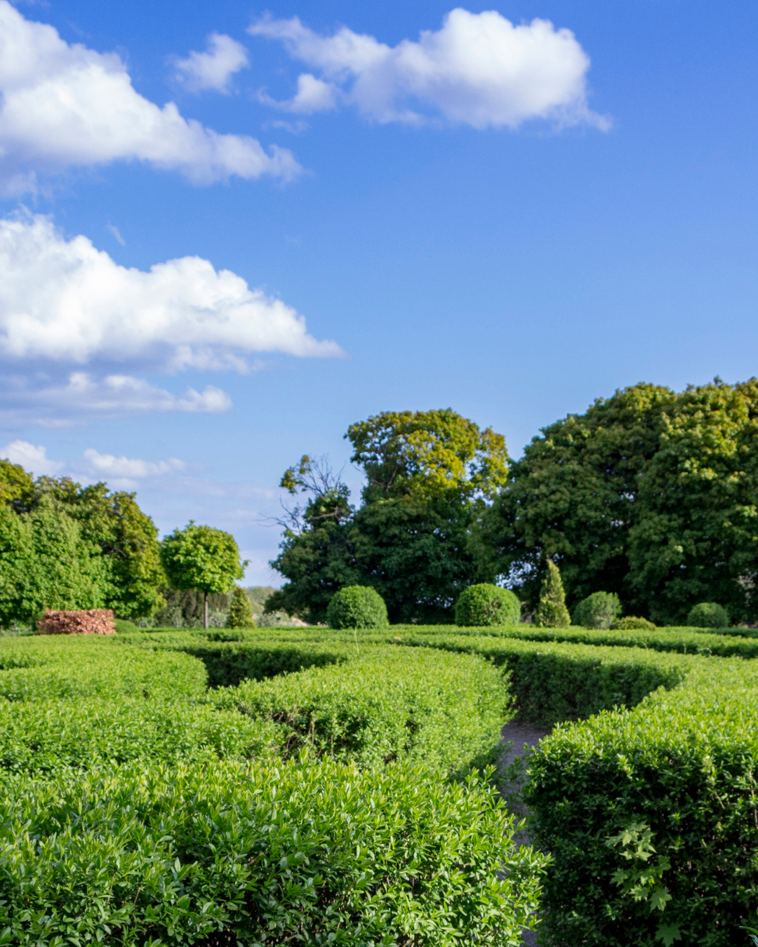 Ligustrum ovalifolium 'Rimini' – potato a formare una fitta parete verde.