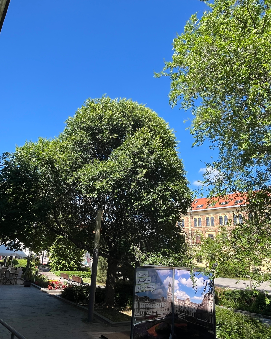 Elegante chioma di Khojasalm – ideale per ombra e protezione dal vento.