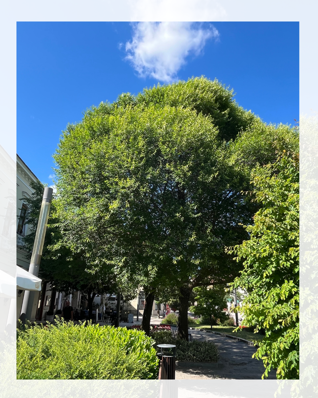 C'è un olmo del Turkestan in strada.