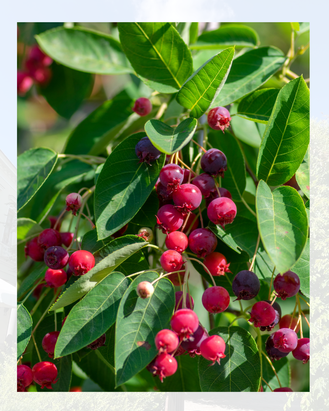 Primo piano di un ramo con bacche rosse e foglie verdi.
