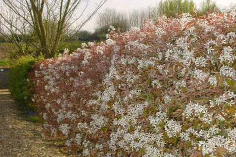 Siepe di Pero Corvino