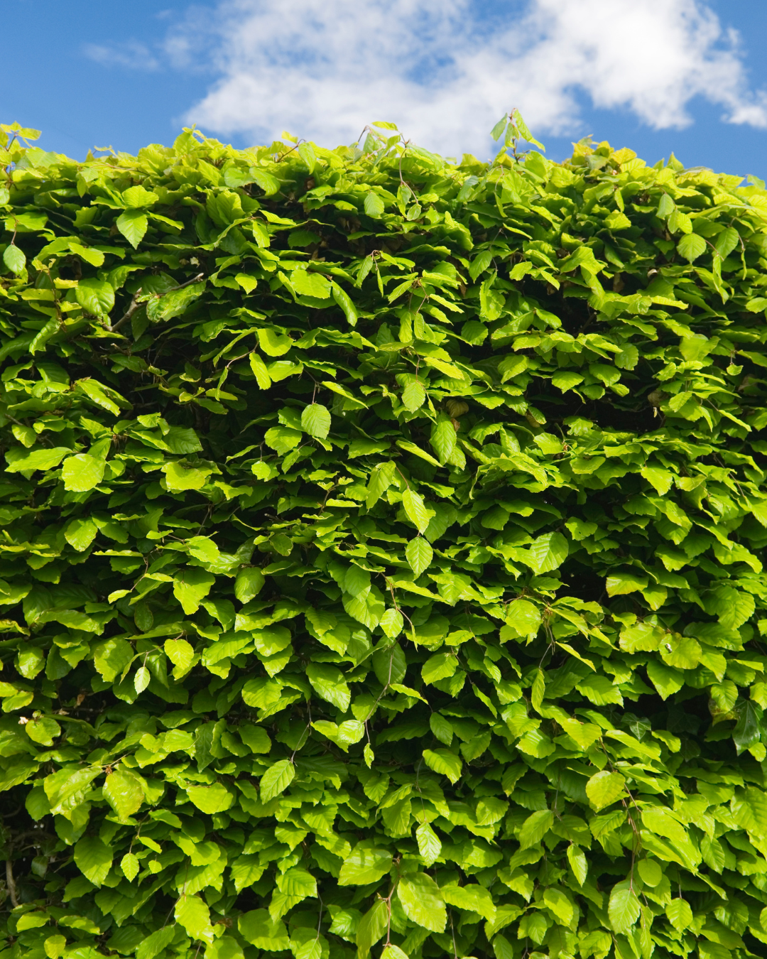 Siepe con foglie verdi e rosse contro un cielo azzurro limpido.
