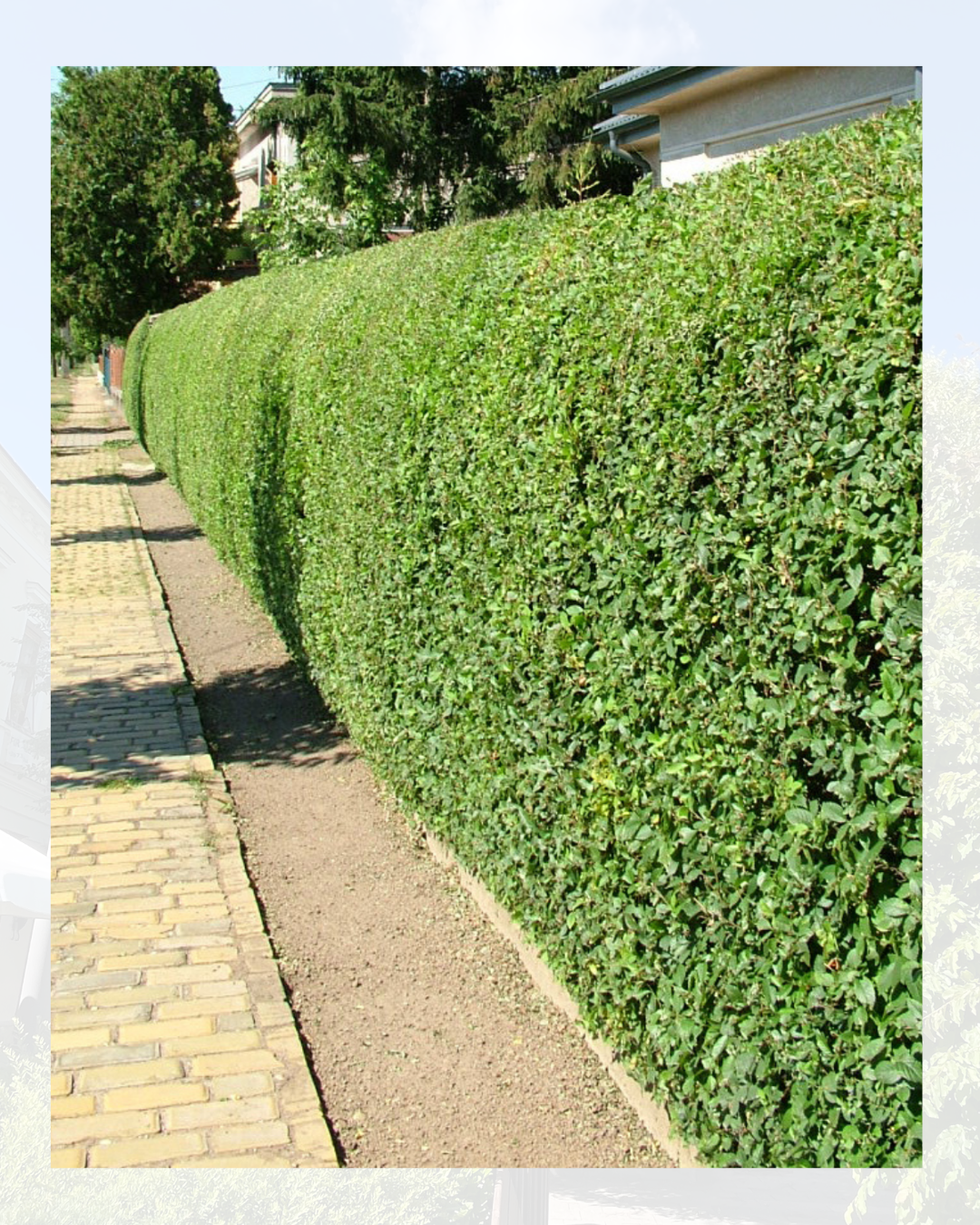 Siepe lungo un marciapiede con una casa e alberi sullo sfondo.