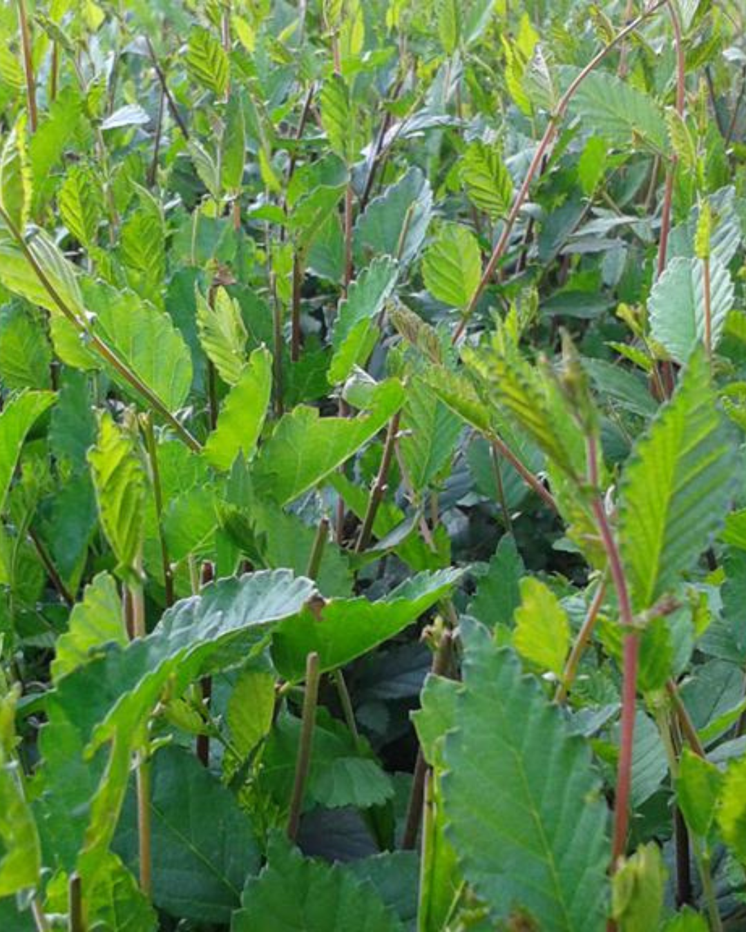 Siepe_del_miracolo11