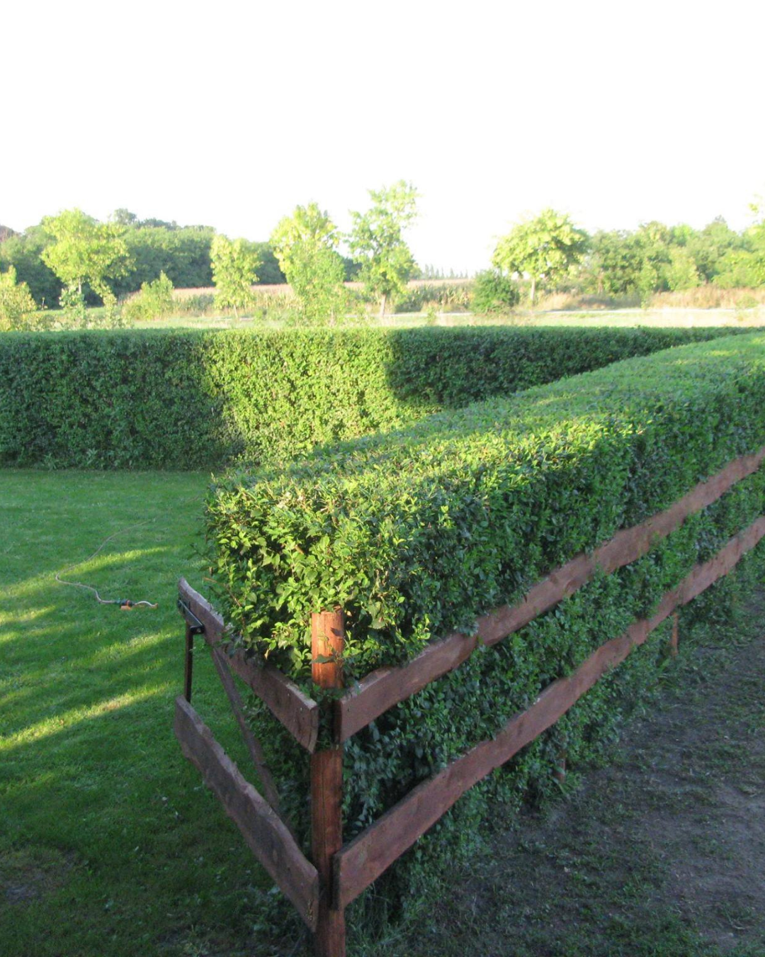 Siepe_del_miracolo12