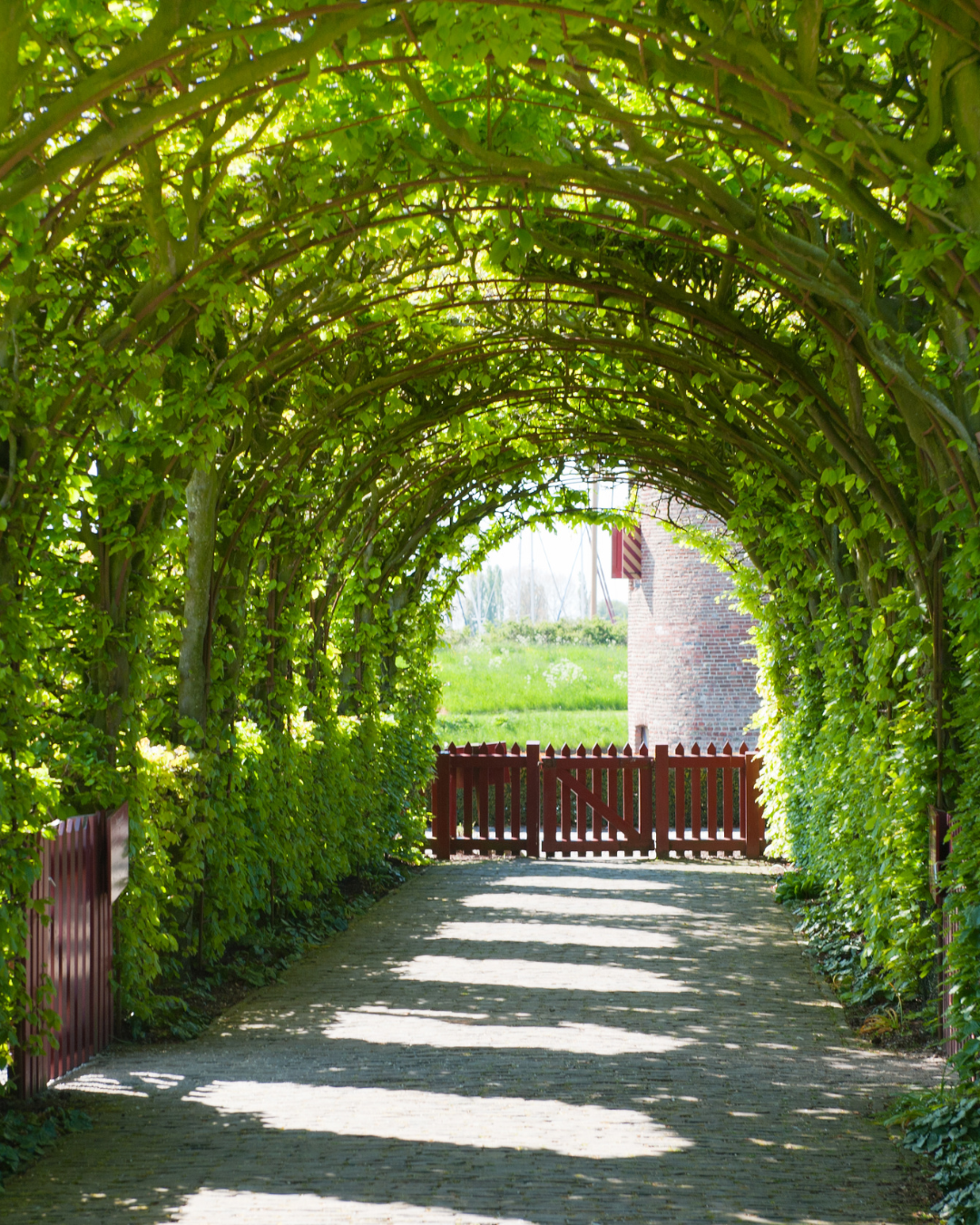 Siepe_del_miracolo13