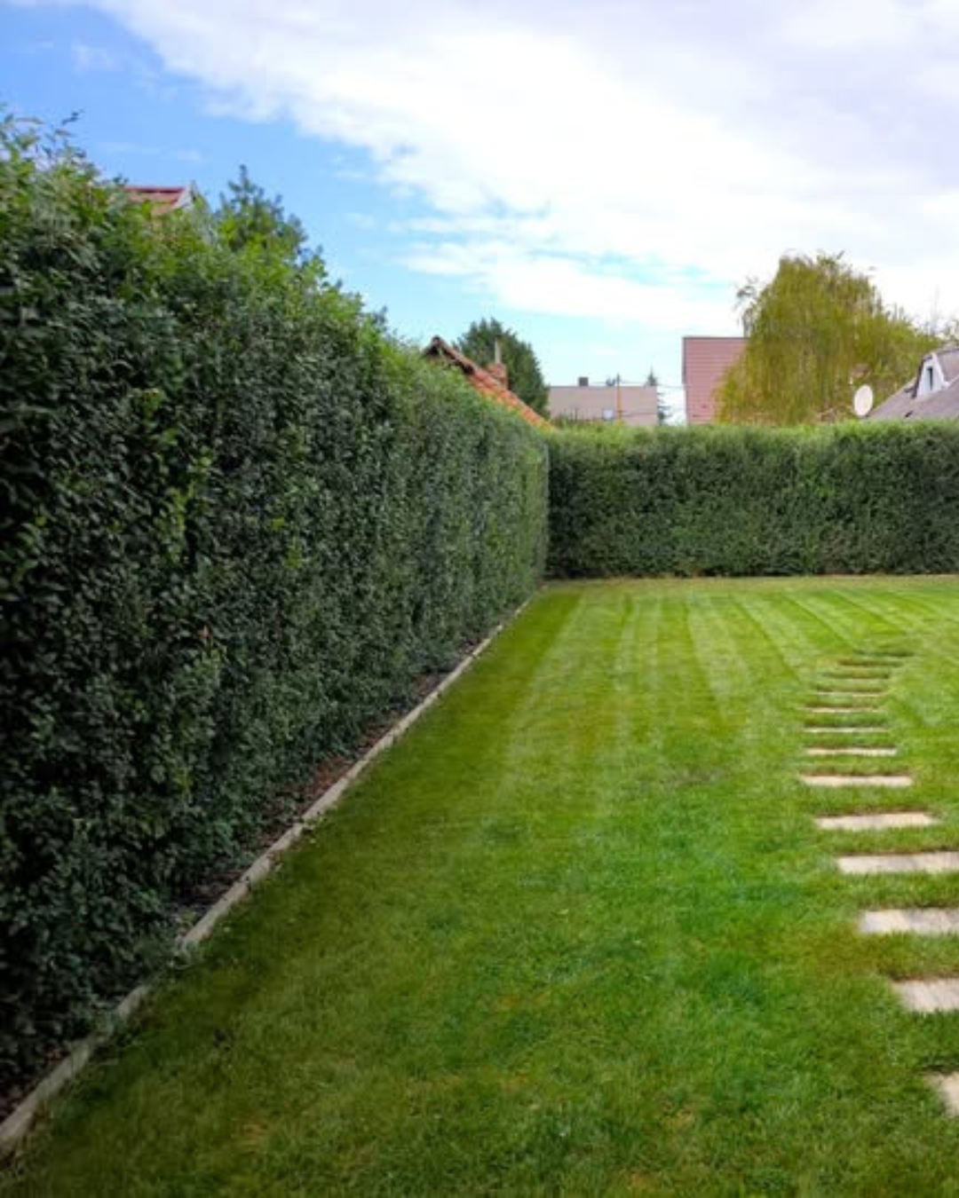 Siepe_del_miracolo14