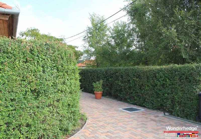 Siepe_del_miracolo15