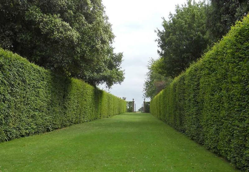 Siepe_del_miracolo17