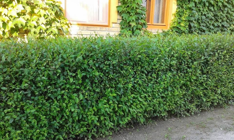 Siepe_del_miracolo18