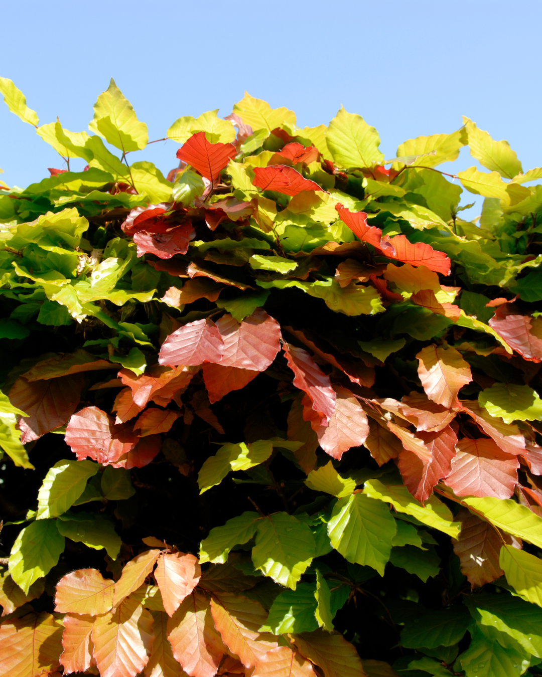 Siepe con foglie verdi e rosse contro un cielo azzurro limpido.