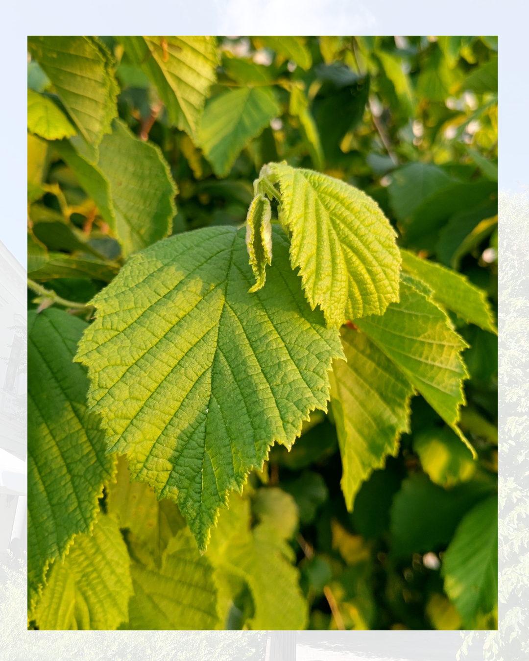 Primo piano di foglie verdi con uno sfondo sfocato.