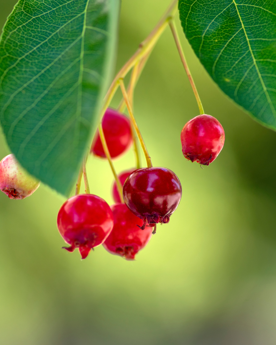 Bacche commestibili e ricche di vitamine su Amelanchier lamarckii.