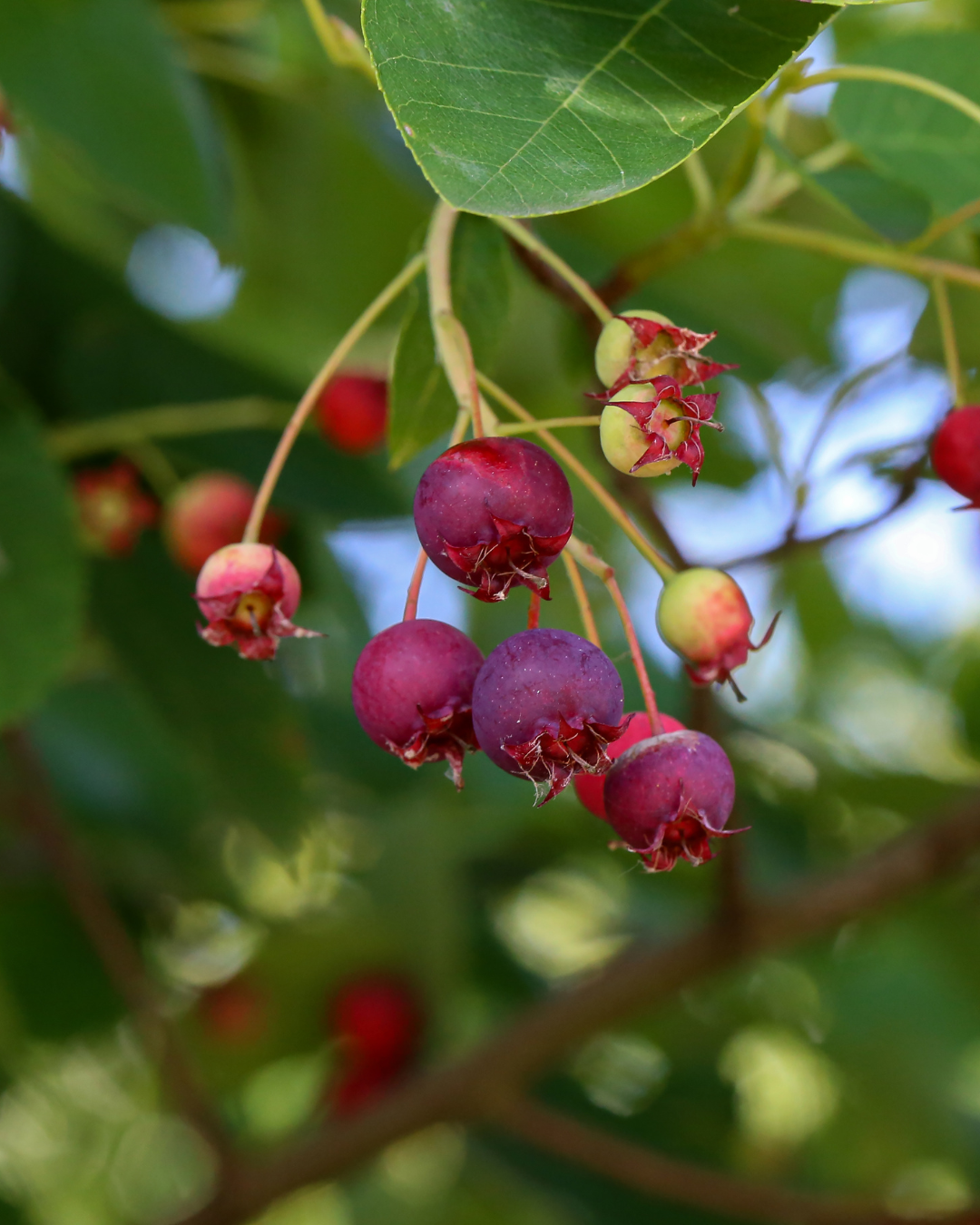 Bacche estive blu-nere dell'amelanchier – popolari tra gli uccelli.
