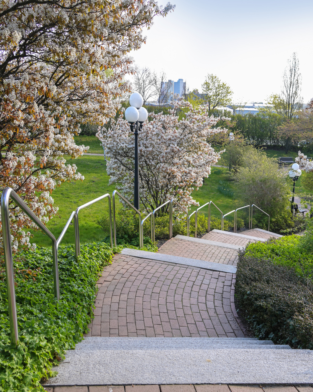 Cespuglio di amelanchier fiorito – bel velo bianco di fiori.