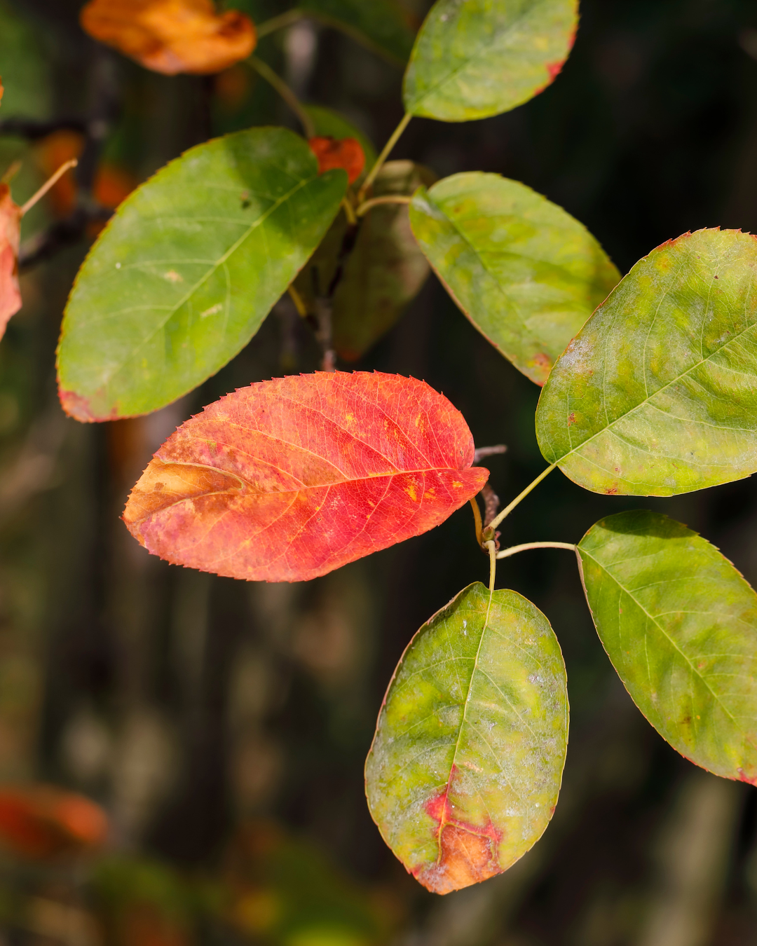 Amelanchier con colori autunnali rosso e arancione vivaci