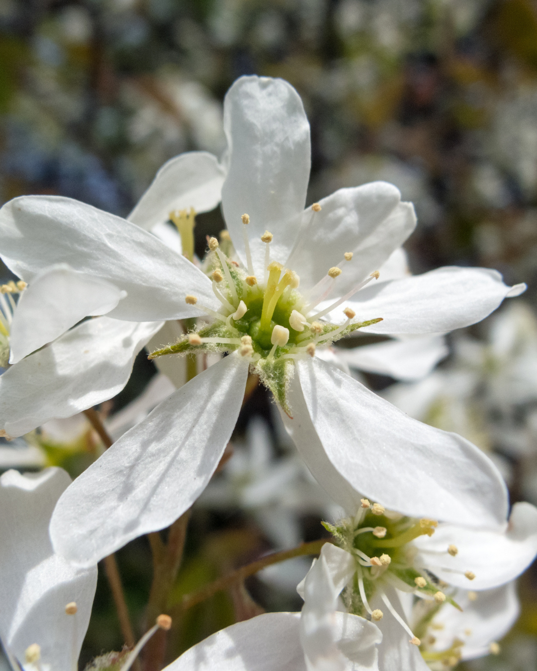 Amelanchier in piena fioritura primaverile con fiori bianchi.